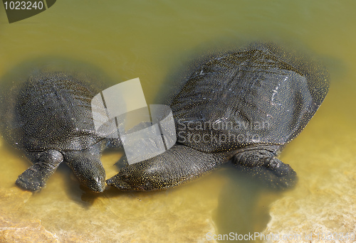 Image of Nile Soft-shelled Turtle (Trionyx triunguis)