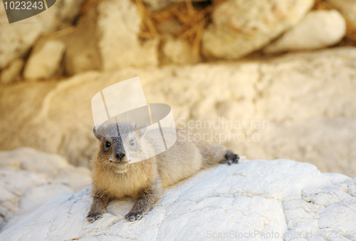 Image of Yellow-spotted Rock Hyrax
