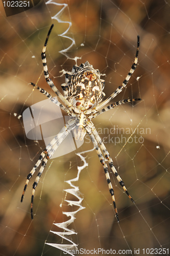 Image of Spider argiope lobed on the web 