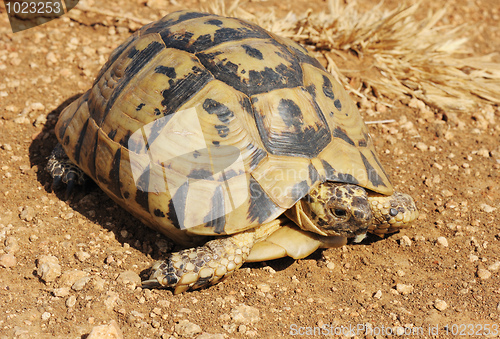 Image of Turtle 