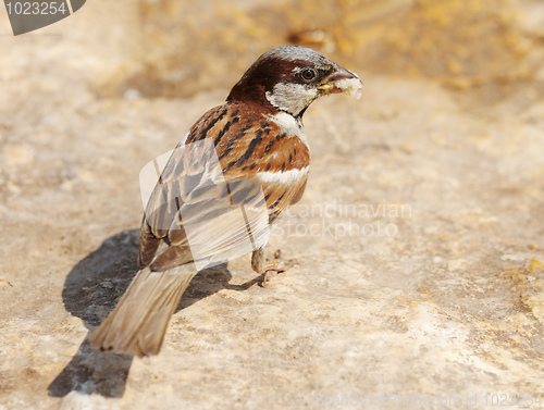 Image of Sparrow 