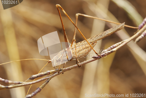 Image of Grasshopper on the dry straw 