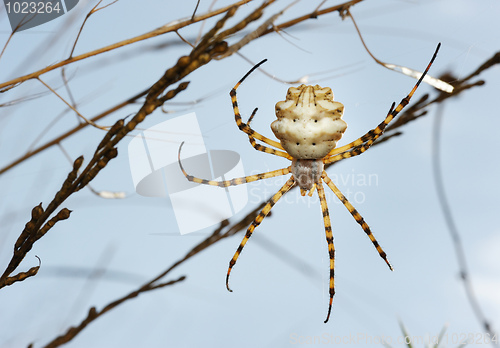 Image of Spider argiope lobed