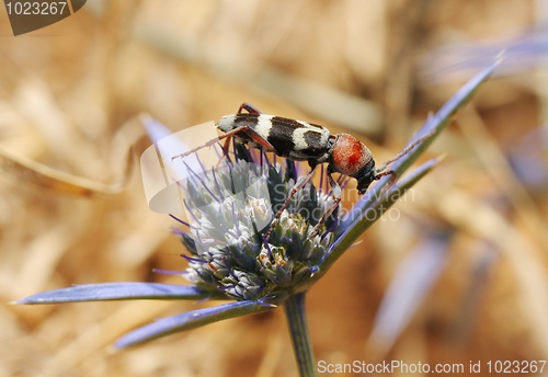 Image of Longhorn beetle on a flower 