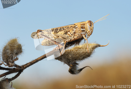 Image of Grasshopper on the dry plant 