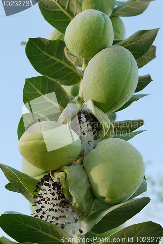 Image of Fruits and Seeds of Apple of Sodom