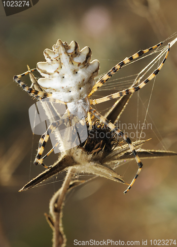 Image of Spider argiope lobed 