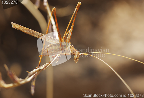 Image of Grasshopper on the dry straw 