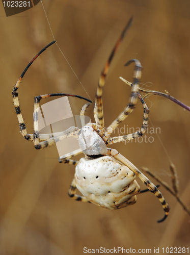Image of Spider argiope lobed