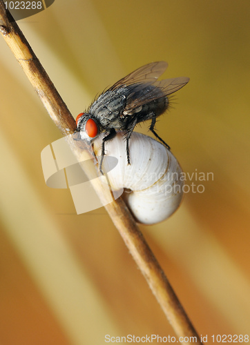 Image of Fly on the shell