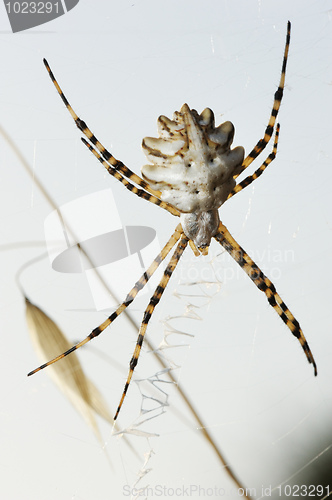 Image of Spider argiope lobed