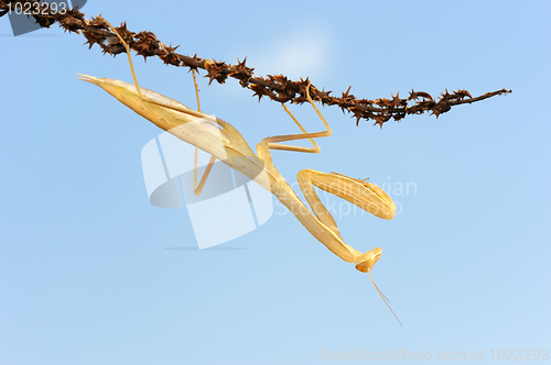 Image of Yellow mantis