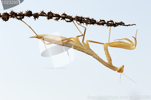 Image of Yellow mantis