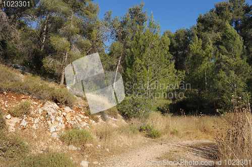 Image of Mountain forest in Israel