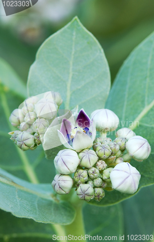 Image of Flowers of Apple of Sodom