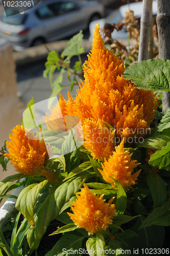 Image of Flowers of Israel