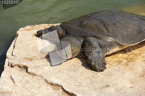 Image of Nile Soft-shelled Turtle (Trionyx triunguis)