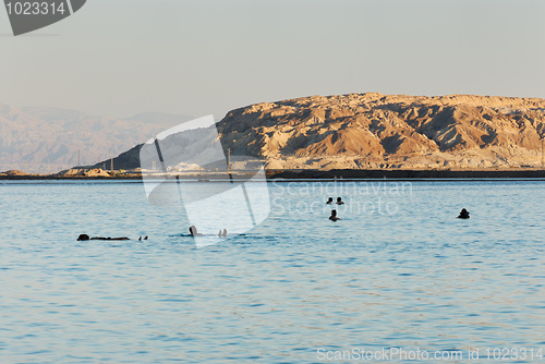 Image of Swimming in the Dead Sea