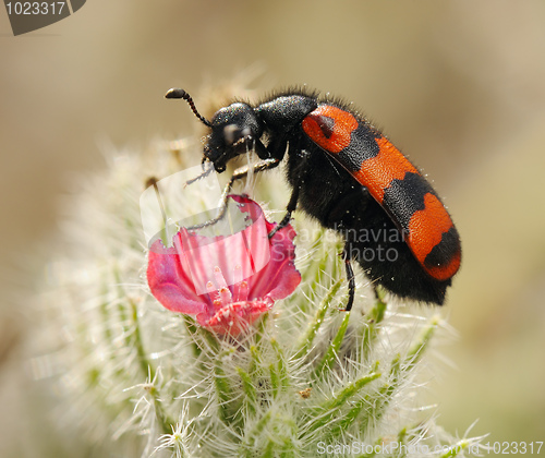 Image of Blister beetles on a flower