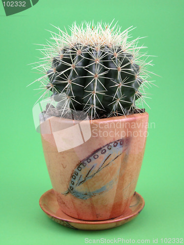 Image of grussoni cactus