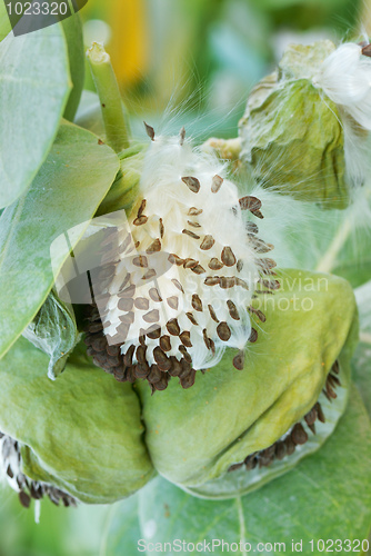 Image of Fruits and Seeds of Apple of Sodom