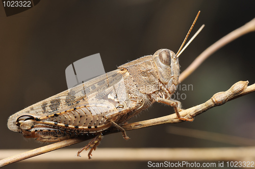 Image of Grasshopper on the dry plant 