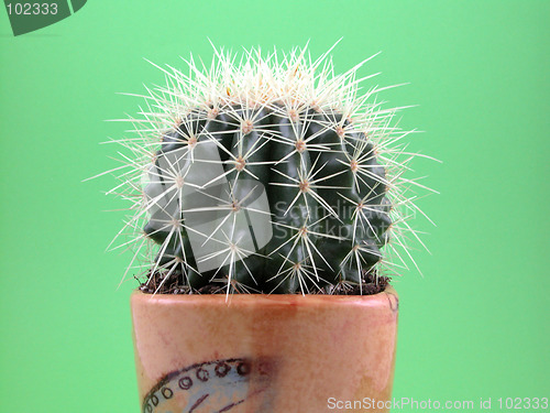 Image of grussoni cactus