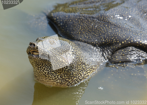 Image of Nile Soft-shelled Turtle (Trionyx triunguis)