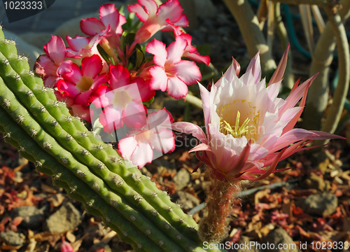 Image of Flowers of Israel