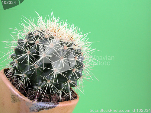 Image of grussoni cactus