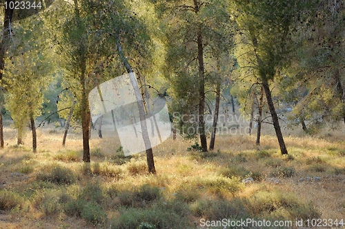 Image of Mountain forest in Israel