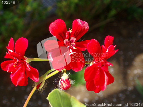 Image of Red blossom