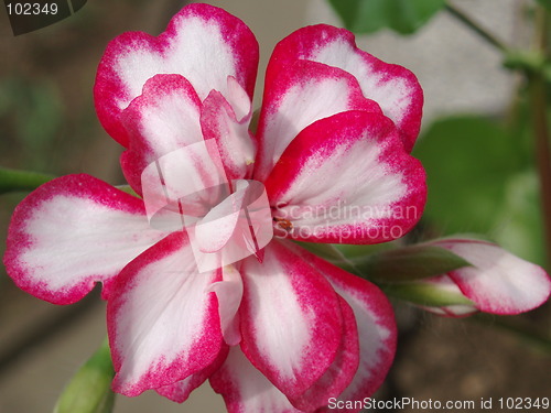 Image of Pelargonium