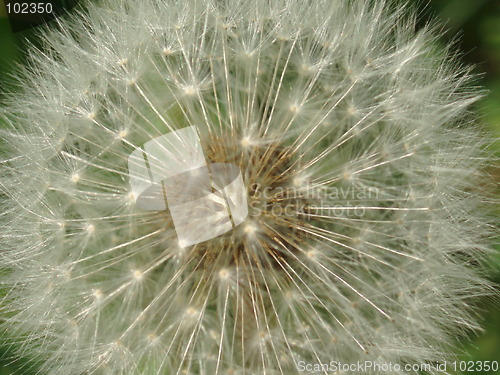 Image of Taraxacum