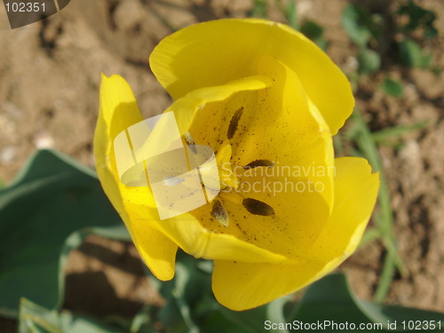 Image of Yellow tulipa