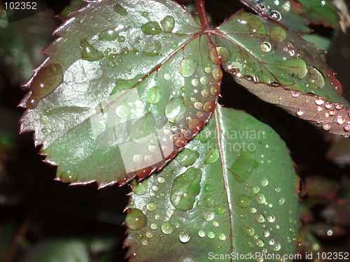 Image of Rain