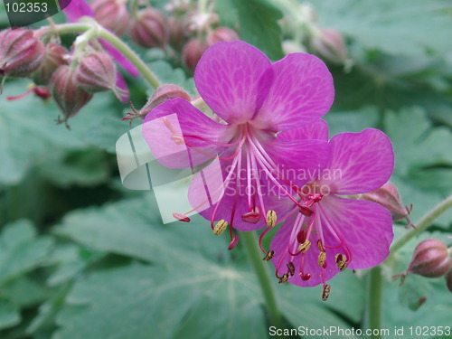 Image of GERANIUM blossom