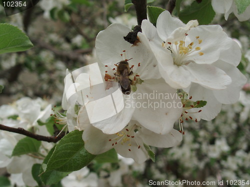 Image of Flowers of Aplle tree