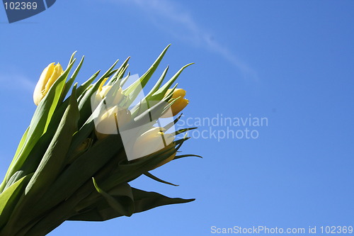 Image of Tulips