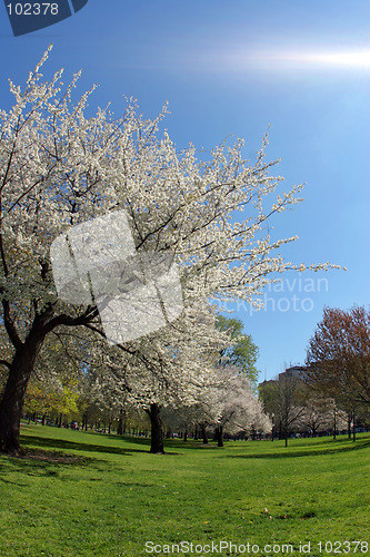 Image of Blooming tree in the park