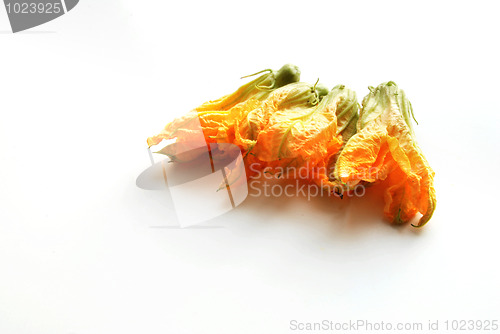 Image of multiple squash flowers isolated