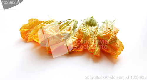 Image of four squash flowers isolated