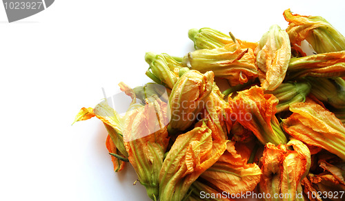 Image of multiple squash flowers