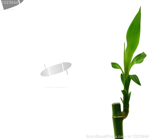 Image of Dracaena sanderiana - Lucky Bamboo