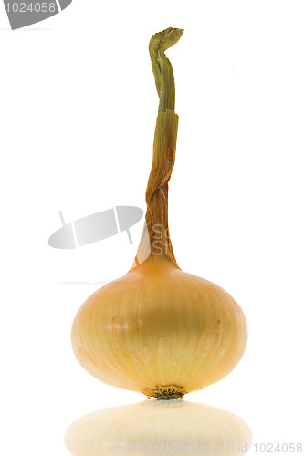 Image of Mature onions