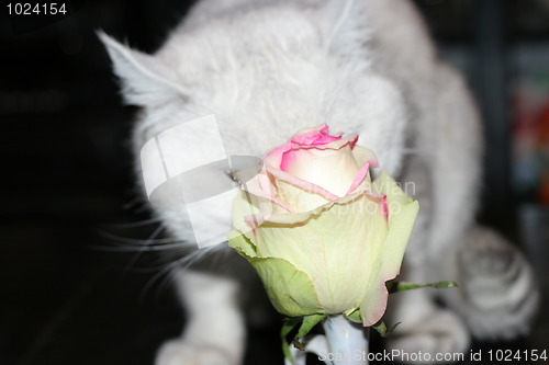 Image of cat and rose