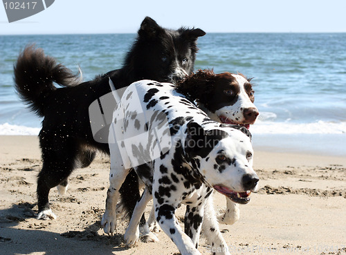 Image of 3 dogs running on the beach