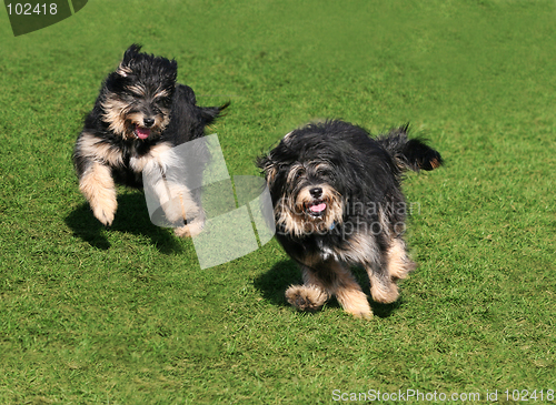 Image of Two happy dogs
