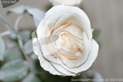 Image of rose