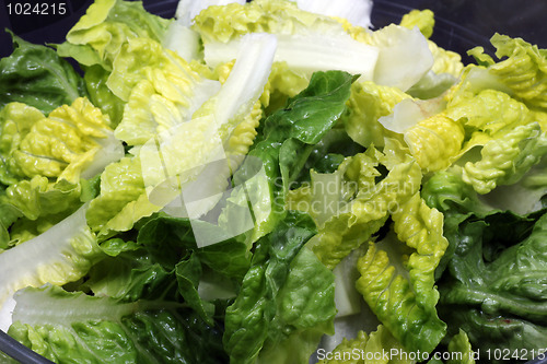 Image of lettuce